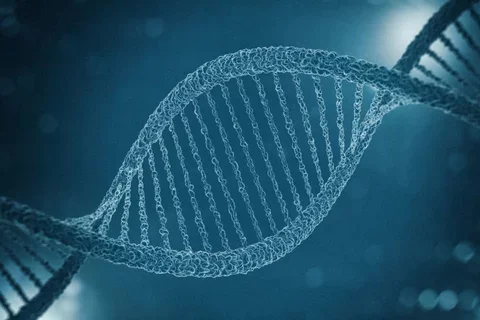 DNA model 