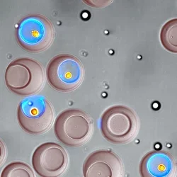 nanovials+ucla+derutte_mid