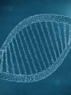 DNA model