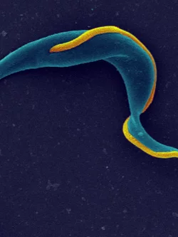 Parasitology
