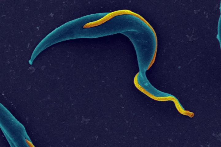 Parasitology