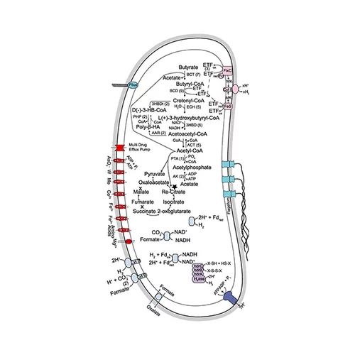 Metabolic reconstruction of Syntrophomonas wolfei