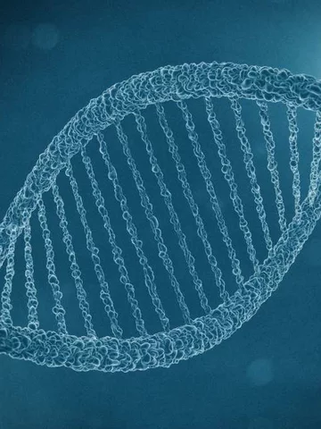 DNA model