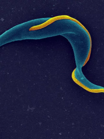 Parasitology